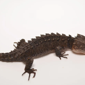 Red Eyed Crocodile Skink for Sale