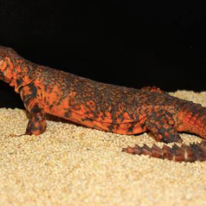 Red Niger Uromastyx for Sale