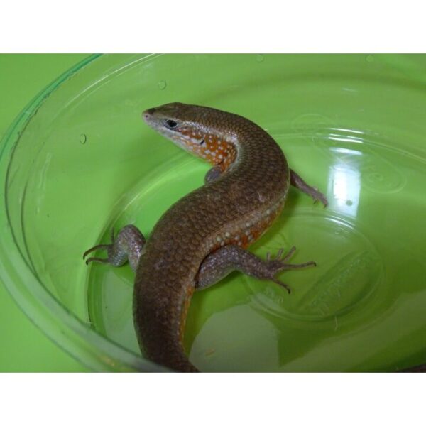 Red Sided Skink For Sale