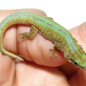 Robert Merten’s Day Gecko For Sale