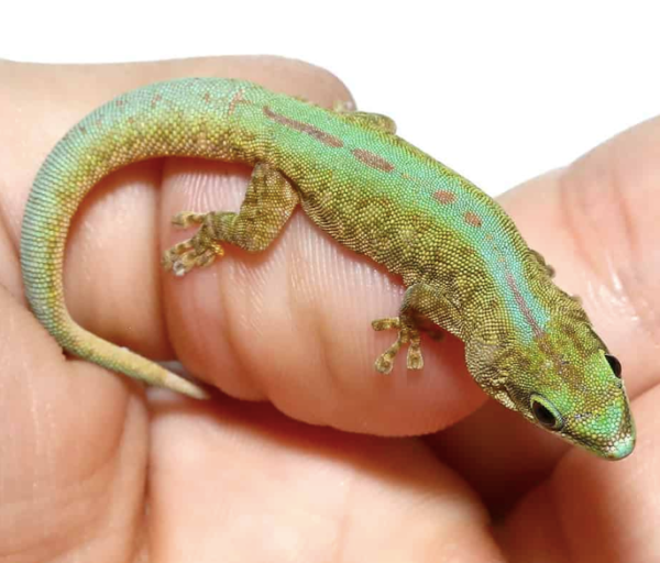 Robert Merten’s Day Gecko For Sale