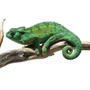 Rudis Chameleon for Sale