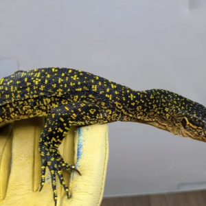 Russell Island Mangrove Monitor For Sale