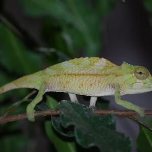 Sailfin Chameleon for Sale