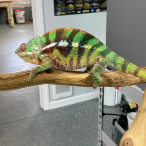 Sambava Panther Chameleon for Sale