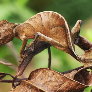 Satanic Leaf Tail Gecko for Sale