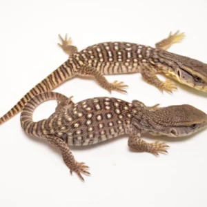 Savannah Monitor for Sale