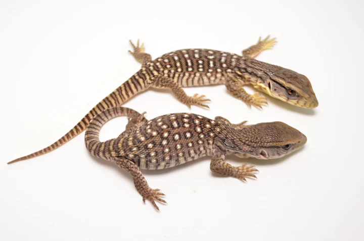 savannah-monitor-for-sale-rept-marts