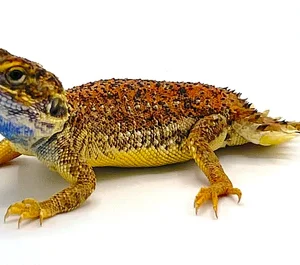 Shield Tailed Agama for Sale