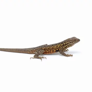 Side Blotched Lizard for Sale