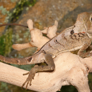 Smooth Helmeted Iguana For Sale