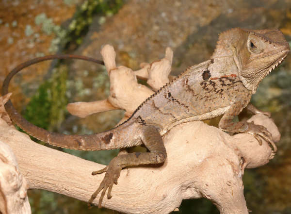 Smooth Helmeted Iguana For Sale