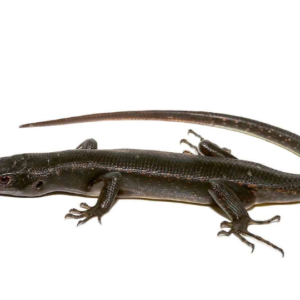 Solomon Island Black Tree Skink For Sale