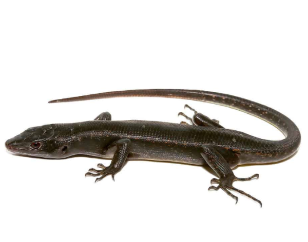 Solomon Island Black Tree Skink For Sale