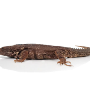 Spiny Tailed Iguana for Sale