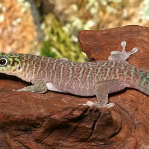 Standings Day Gecko For Sale