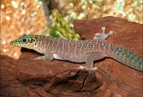 Standings Day Gecko For Sale