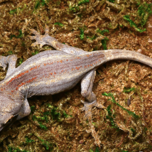 Striped Gargoyle Gecko For Sale