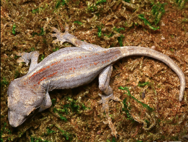 Striped Gargoyle Gecko For Sale