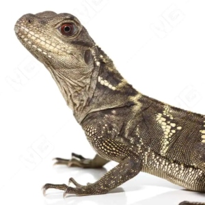 Sulawesi Sailfin Dragon For Sale