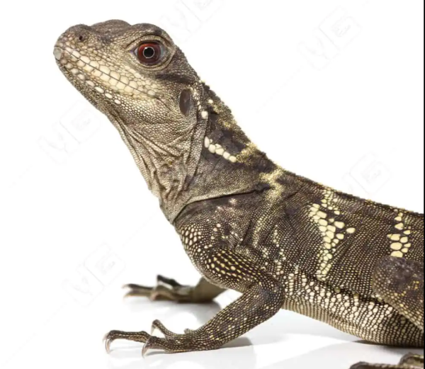 Sulawesi Sailfin Dragon For Sale