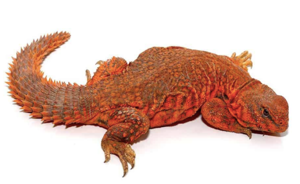 Super Red Uromastyx For Sale