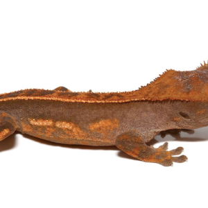 Tailless Crested Gecko For Sale