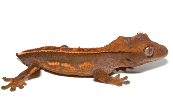 Tailless Crested Gecko For Sale