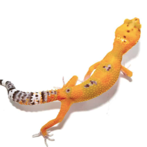 Tangerine Leopard Gecko for Sale