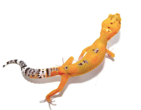 Tangerine Leopard Gecko for Sale