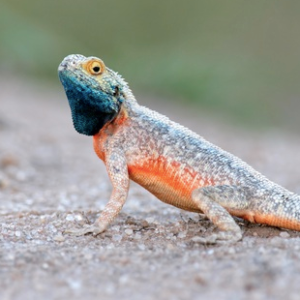 Tanzanian Spiny Agama for Sale