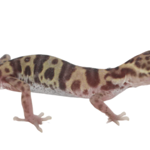 Texas Banded Gecko for Sale