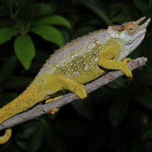 Three Horned Chameleon for Sale