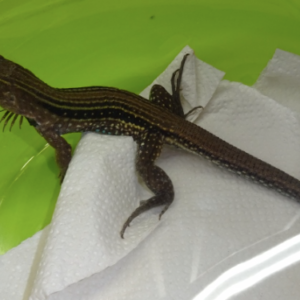 Tiger Ameiva for Sale