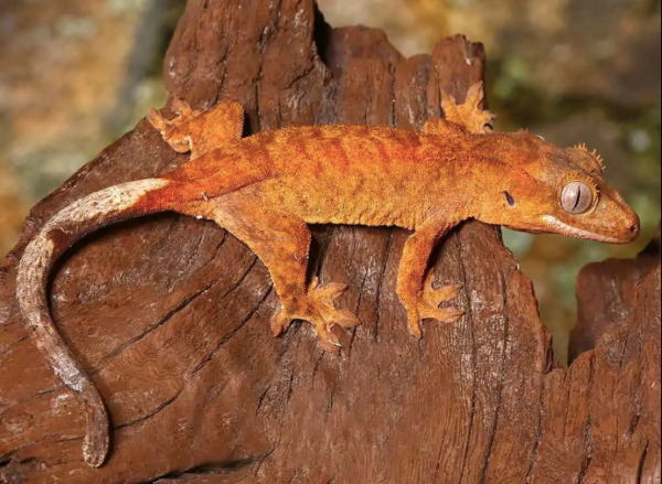 Tiger Crested Gecko For Sale