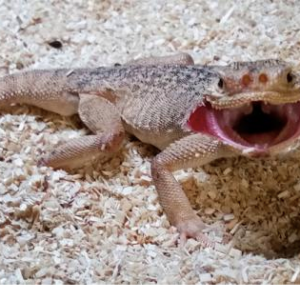 Toad Head Agama for Sale