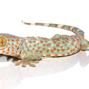 Tokay Gecko for Sale