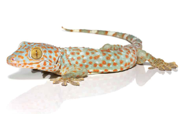 Tokay Gecko for Sale