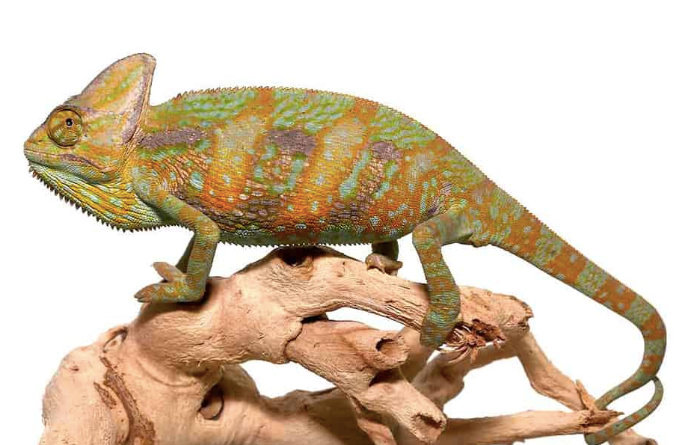 Veiled Chameleon For Sale (6-8 inch) Rept Marts