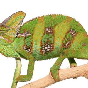 Veiled Chameleon For Sale (9-11 inch)