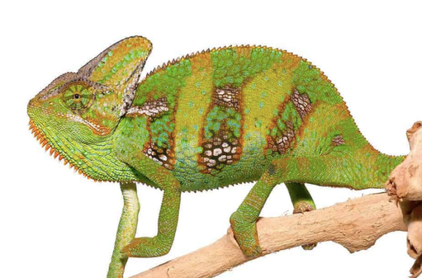 Veiled Chameleon For Sale (9-11 inch)