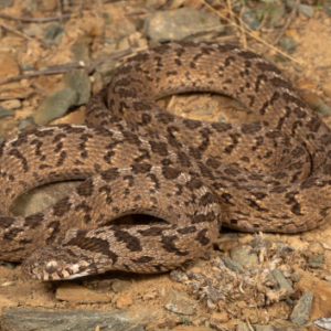 West African Egg Eating Snake For Sale