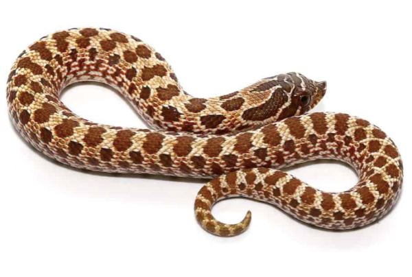 Western Hognose Snake for Sale