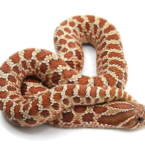 Western Hognose Snake for Sale