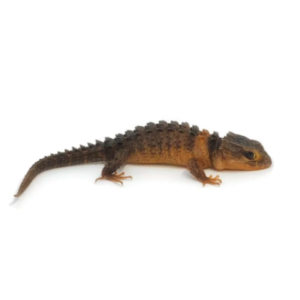 White Eyed Crocodile Skink For Sale