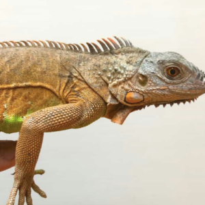 White Head Red Iguana For Sale