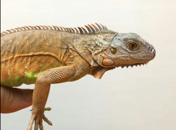 White Head Red Iguana For Sale