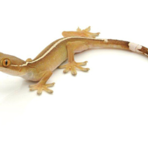 White Lined Gecko for Sale