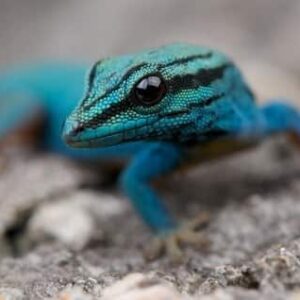 Williams Blue Cave Gecko for Sale