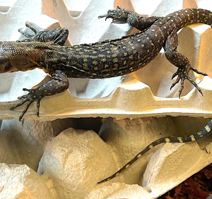 Yellow Quince Monitor For Sale